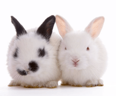 Le lapin nain - Fiches Info Santé - Fiches pratiques NAC